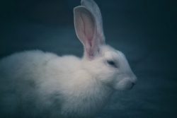 selective focus photography of white rabbit