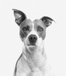 closeup photo of short coated white and gray dog